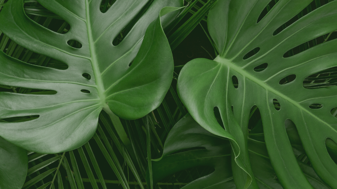 Beyond Candles: The Ripple Effect of Sustainable Choices