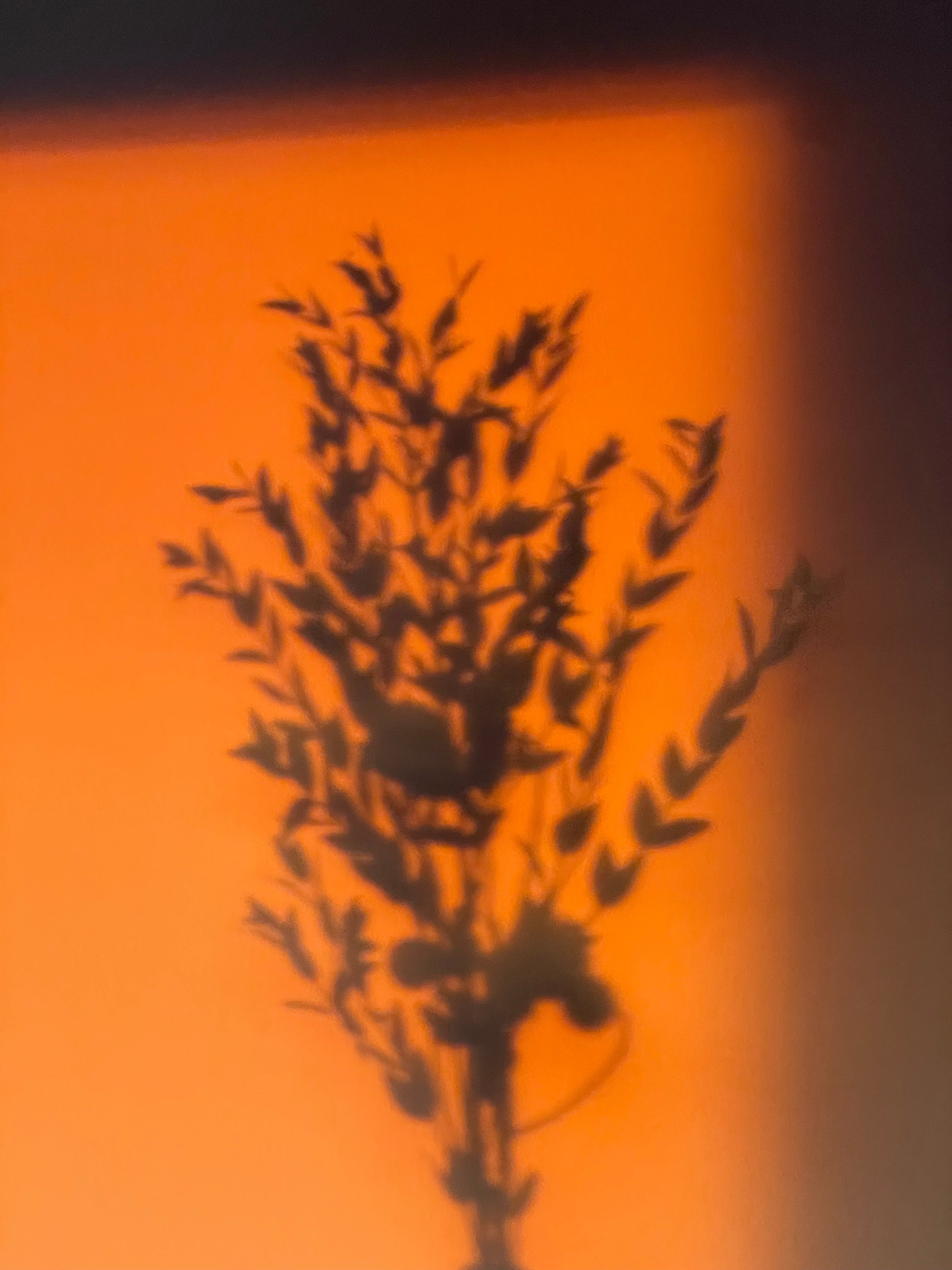 Black silhouette of a plant against an orange background
