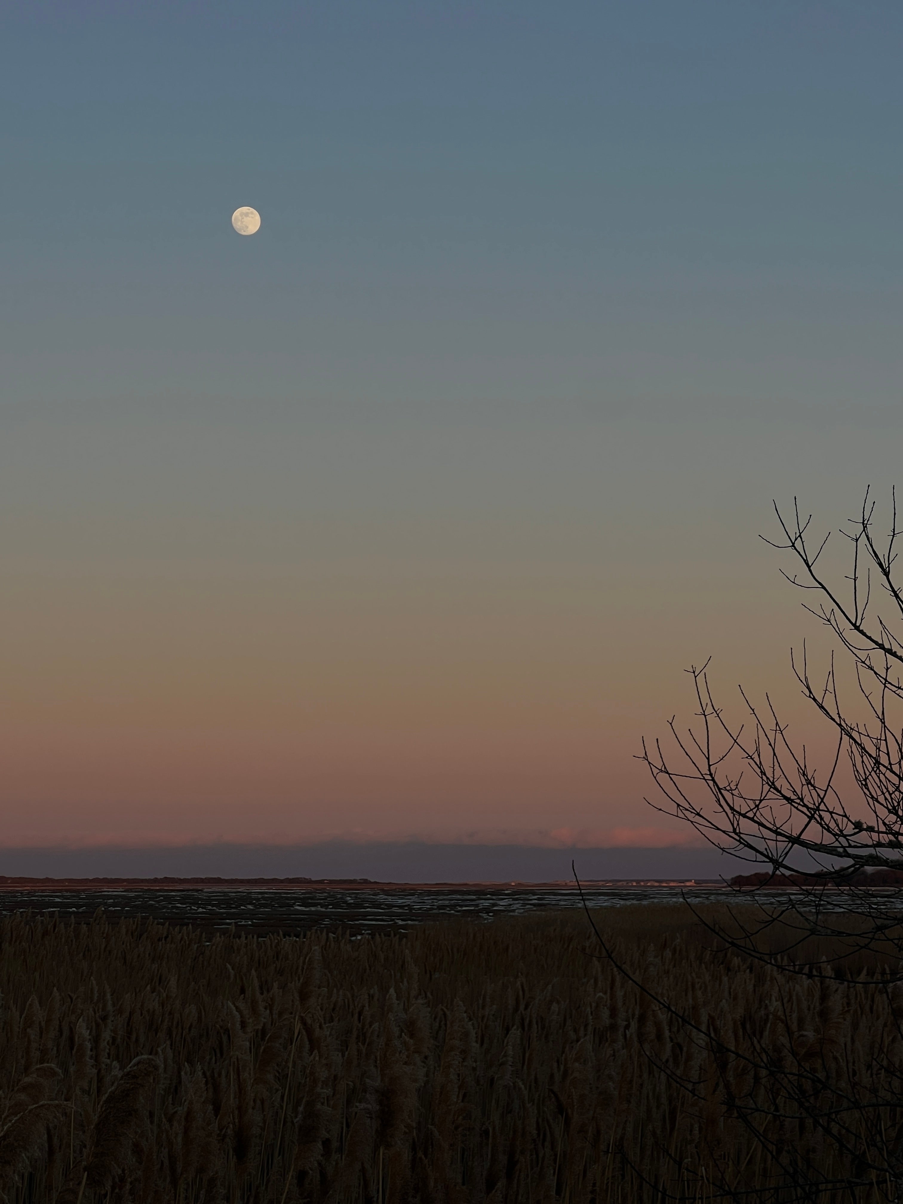 Moonlit sky over a field with a silhouette of a tree