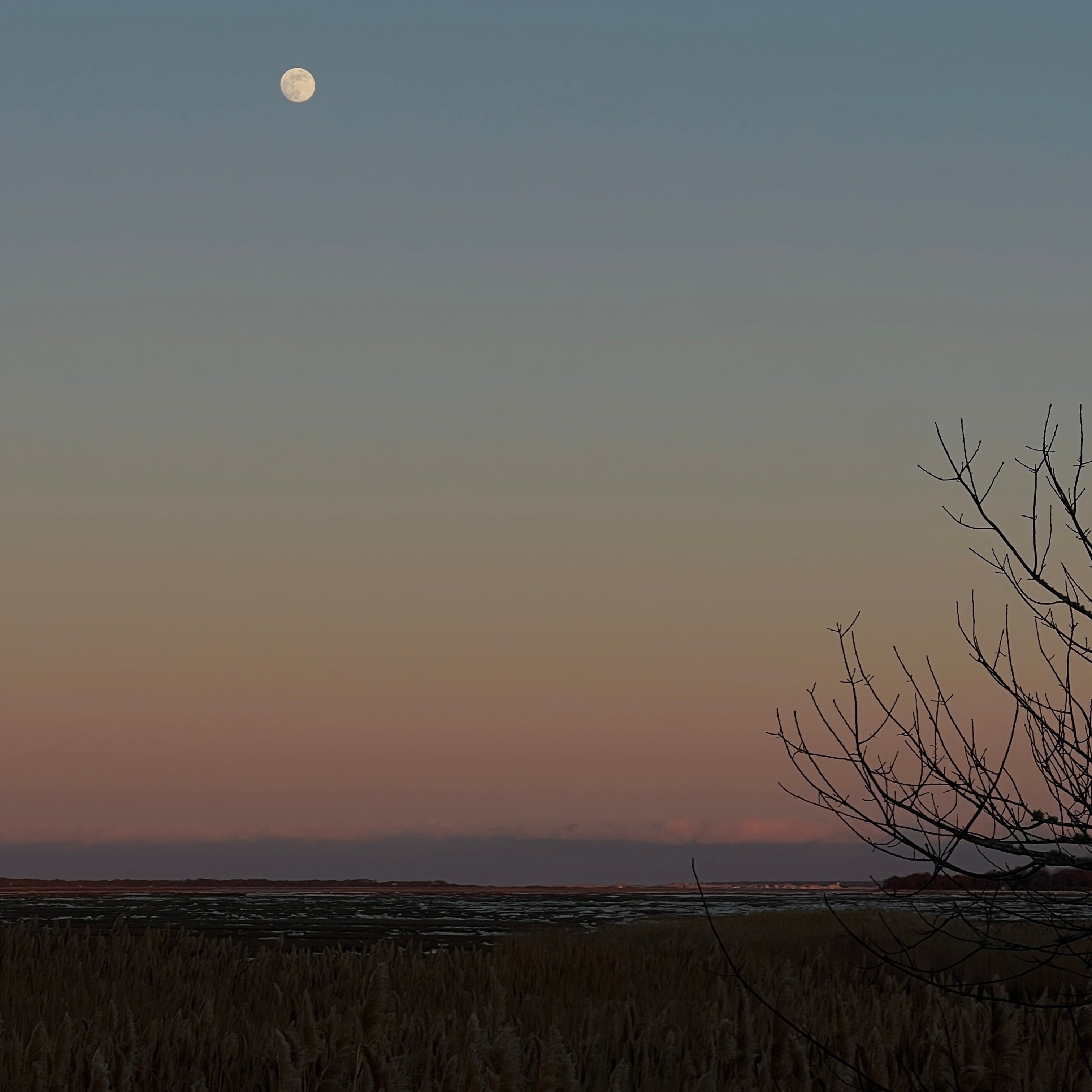 Moonlit sky over a field with a silhouette of a tree