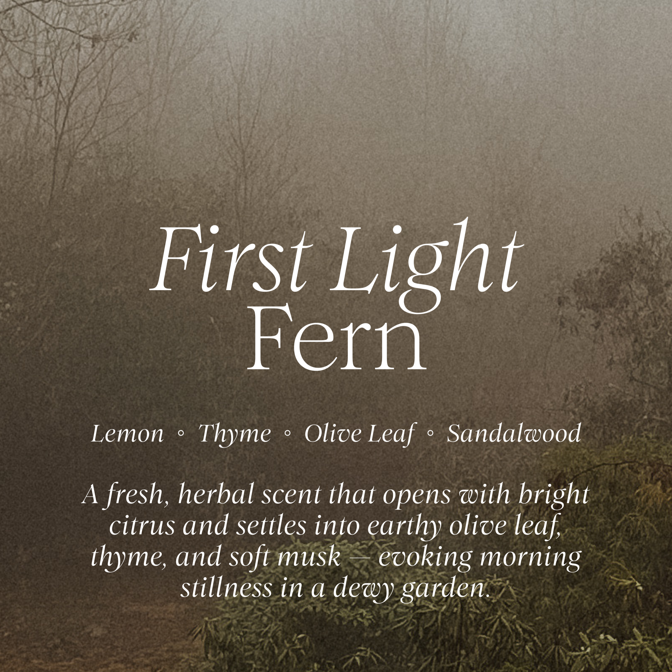 olive and thyme scented soy candle for 'First Light Fern' by Lunaire with a misty forest background.
