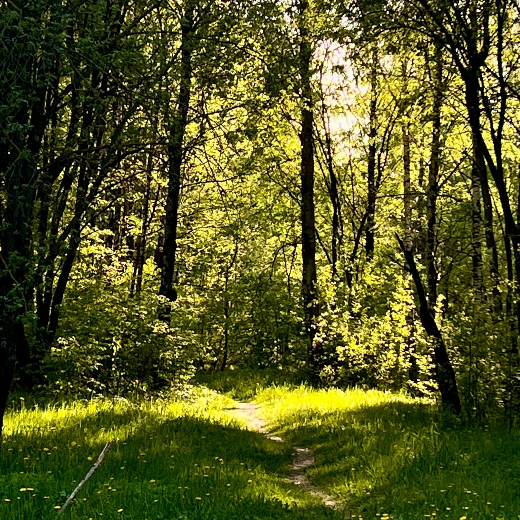 Wooded area with a path through the trees