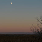 Moonlit sky over a field with a silhouette of a tree