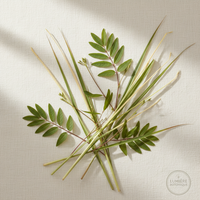 Citronella Outdoor